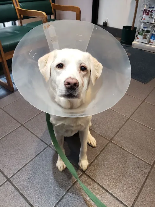 Lenox Hill Veterinarians 3