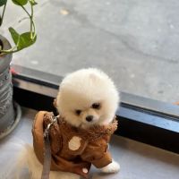 Lenox Hill Veterinarians ico