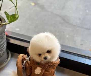 Lenox Hill Veterinarians
