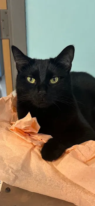 Feline Health 4