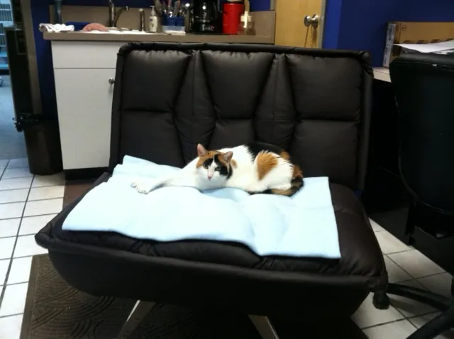 Feline Health 10