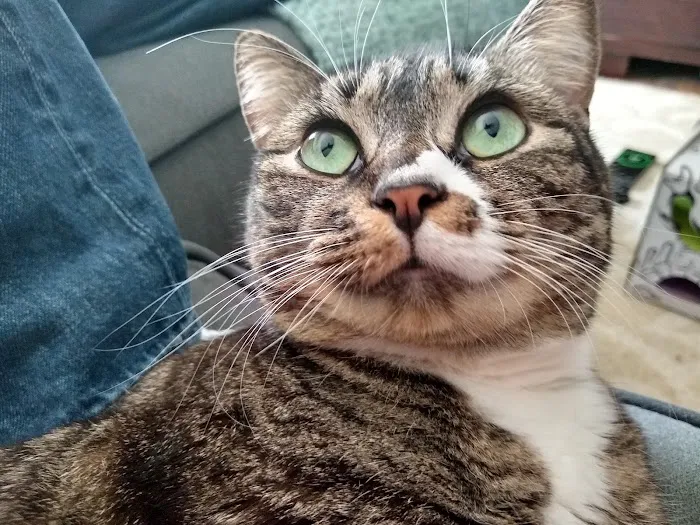 Feline Health 1