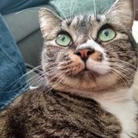 Feline Health ico