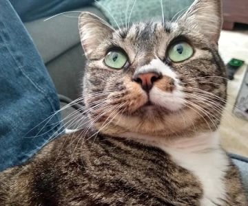 Feline Health