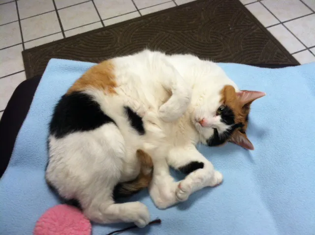 Feline Health 5
