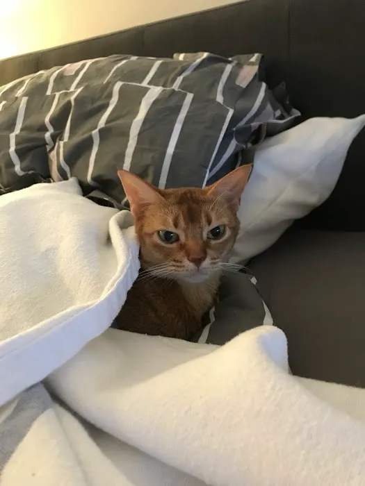 Feline Health 7
