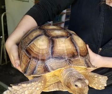 Herp Hobby Shop Reptile Breeding Center