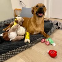 Manhattan Veterinary Group ico