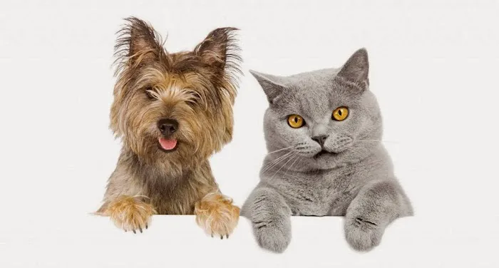 Downtown Veterinary Clinic 7