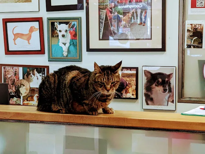 Downtown Veterinary Clinic 1