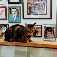 Downtown Veterinary Clinic ico