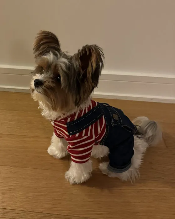 Hudson Valley Veterinary Dermatology - NYC 5