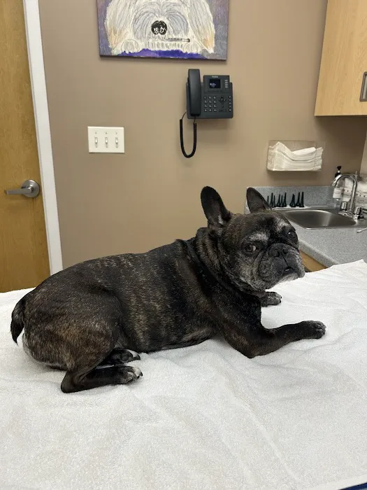 Hudson Valley Veterinary Dermatology - NYC 1