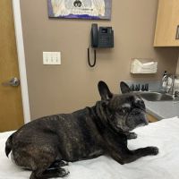 Hudson Valley Veterinary Dermatology - NYC ico