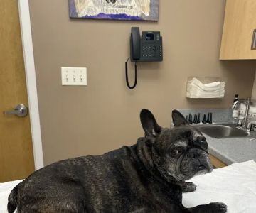Hudson Valley Veterinary Dermatology - NYC