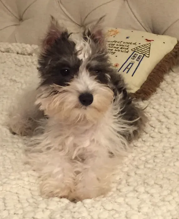 Hudson Valley Veterinary Dermatology - NYC 6