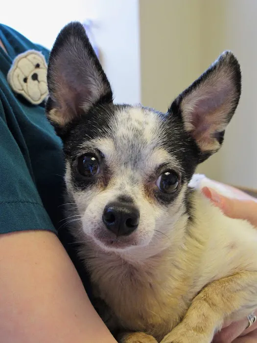 Hudson Valley Veterinary Dermatology - NYC 7