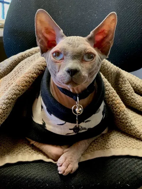 Hudson Valley Veterinary Dermatology - NYC 8