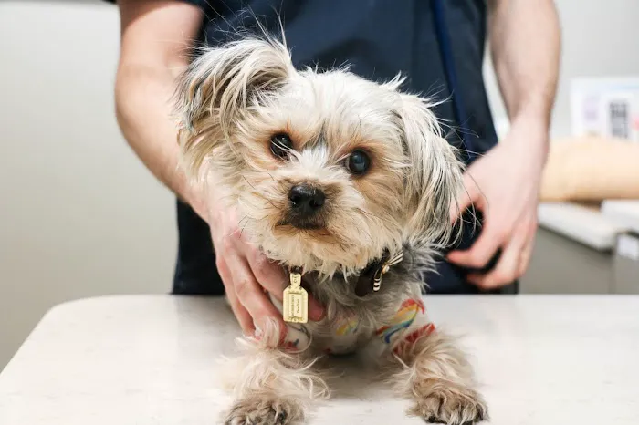 Pure Paws Veterinary Care of Hell's Kitchen 6