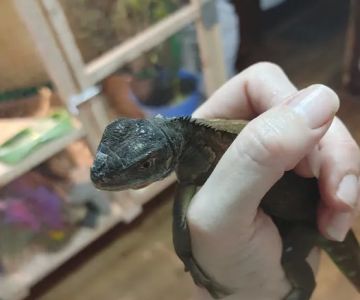 Pets & Fish