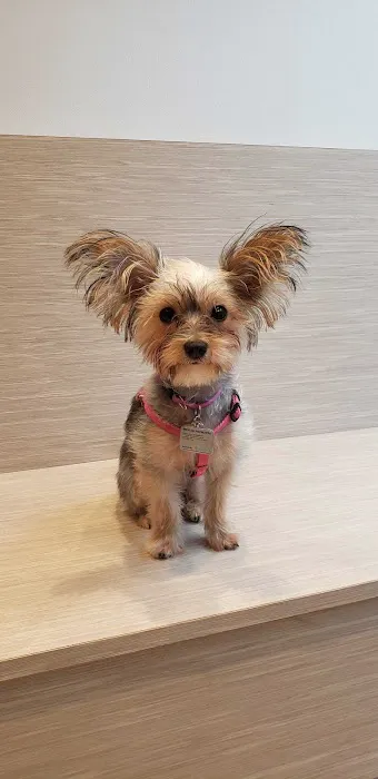 Heart of Chelsea Veterinary Group - Hell's Kitchen 5