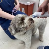 Heart of Chelsea Veterinary Group - Hell's Kitchen ico
