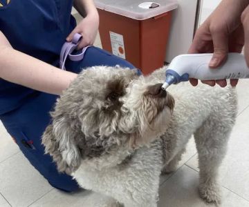 Heart of Chelsea Veterinary Group - Hell's Kitchen
