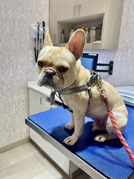 Heart of Chelsea Veterinary Group - Hell's Kitchen 6