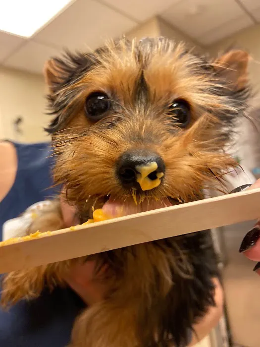Heart of Chelsea Veterinary Group - Hell's Kitchen 8
