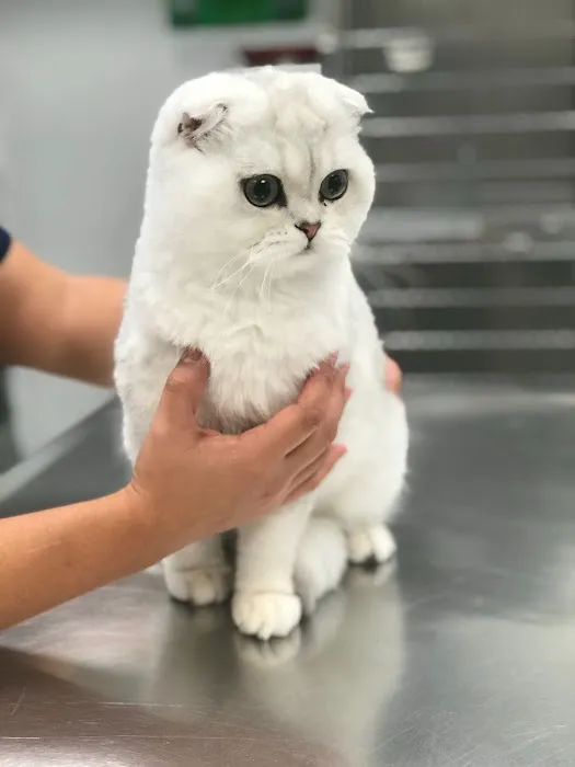 Heart of Chelsea Veterinary Group - Hell's Kitchen 2