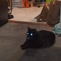 Hello Ralphie New York Online Veterinarian ico