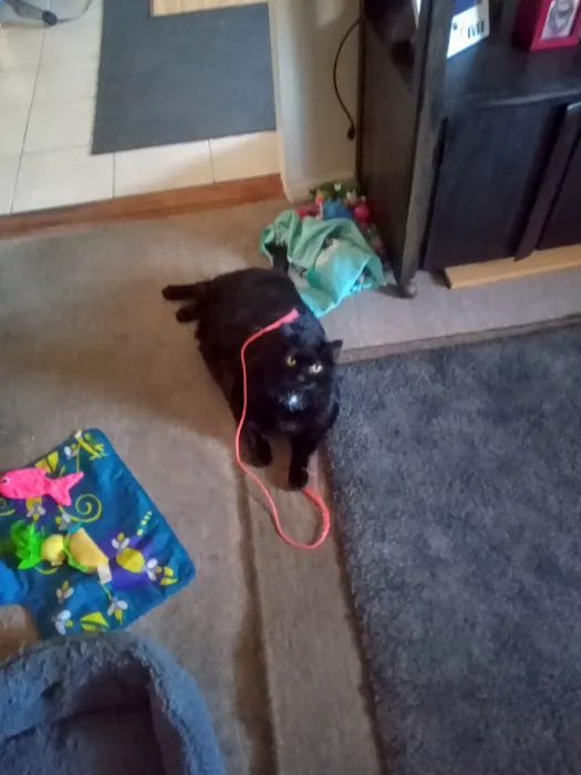 Hello Ralphie New York Online Veterinarian 2