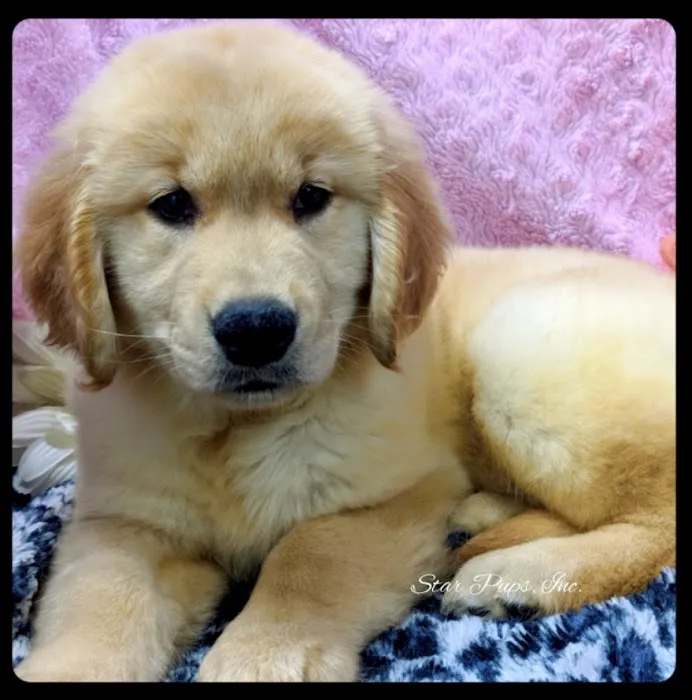 Star Pups Inc 12