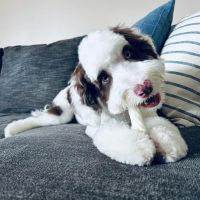 Star Pups Inc ico