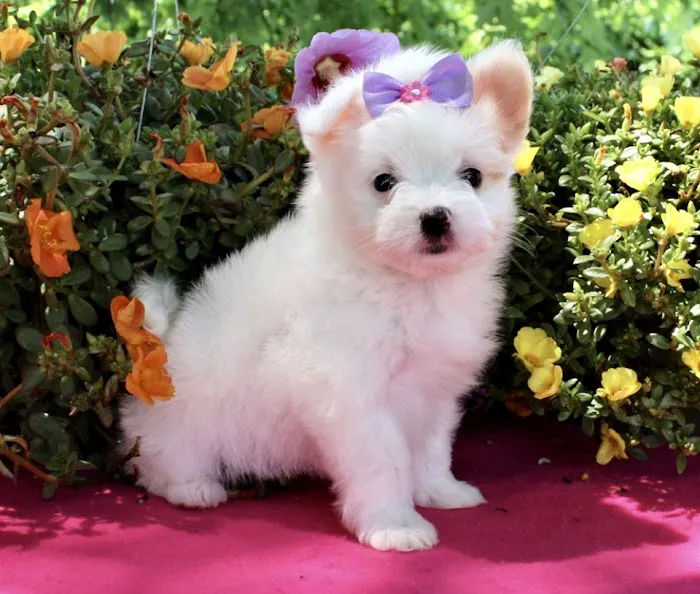 Star Pups Inc 12
