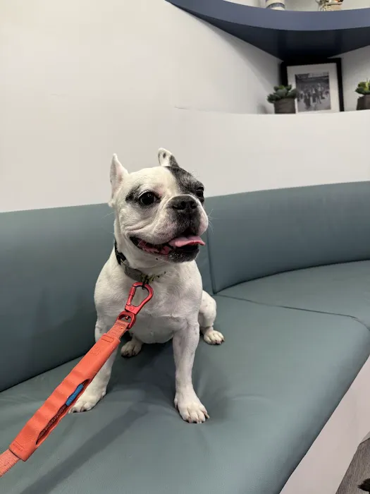 Veterinary Eye Center of New York City (Hell's Kitchen) 1