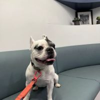 Veterinary Eye Center of New York City (Hell's Kitchen) ico