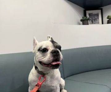 Veterinary Eye Center of New York City (Hell's Kitchen)