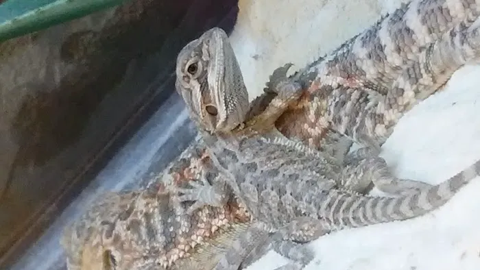 Petco 12