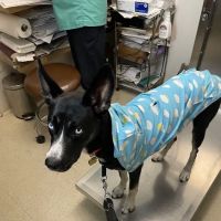 Columbus Circle Veterinary Hospital ico