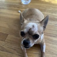 BluePearl Pet Hospital ico