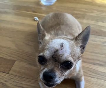 BluePearl Pet Hospital