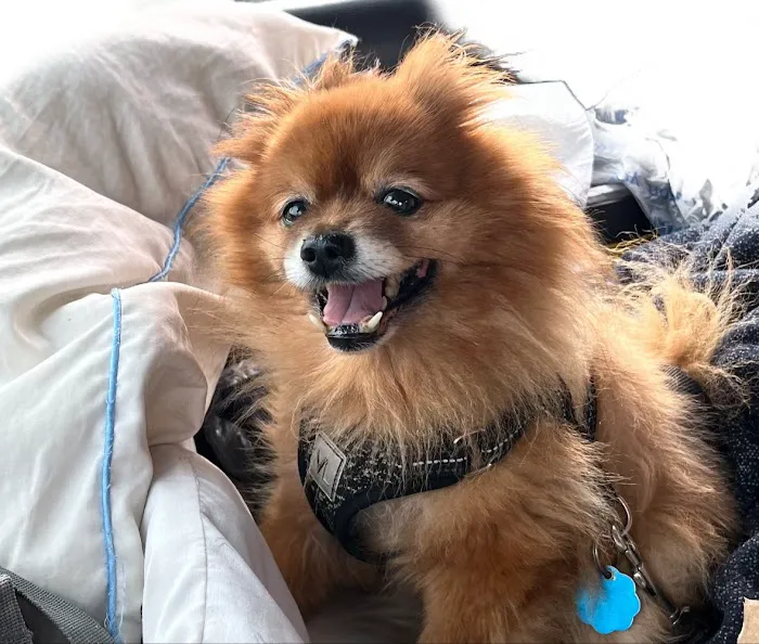 BluePearl Pet Hospital 10