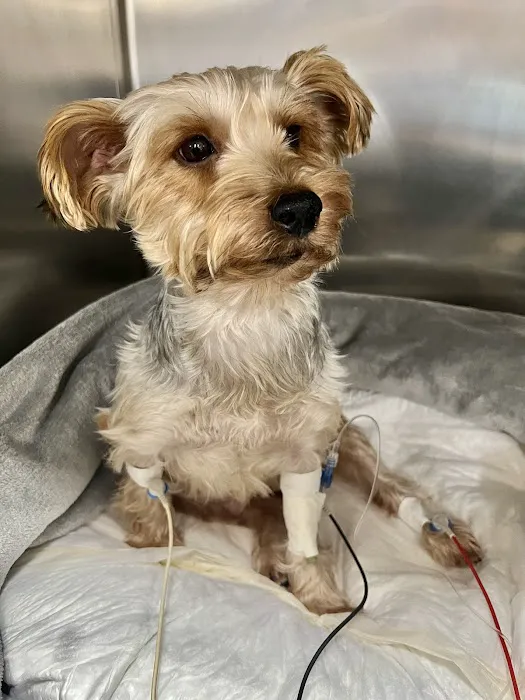 BluePearl Pet Hospital 2