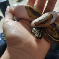 Snakes Farm Stand ico