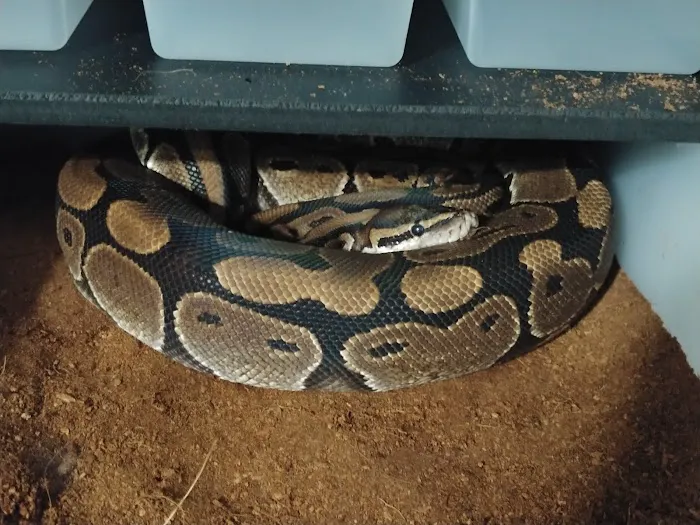 Snakes Farm Stand 12