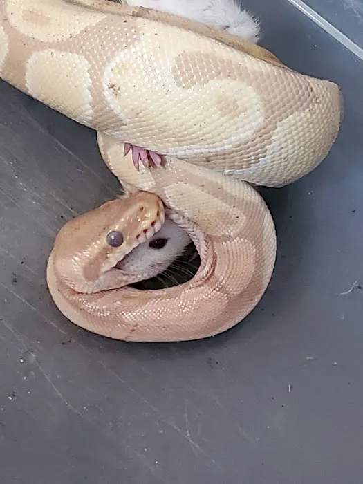 Snakes Farm Stand 12