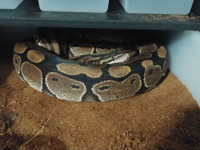 Snakes Farm Stand 12