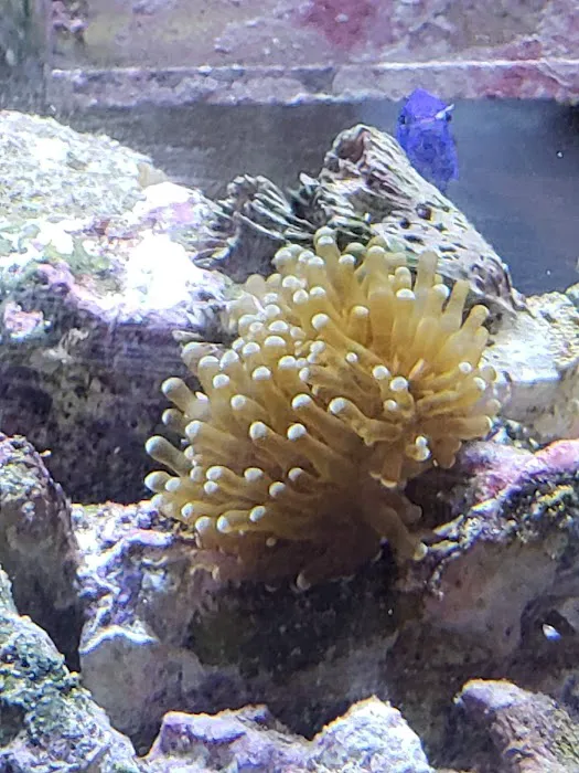 Coral Sea Aquariums 12