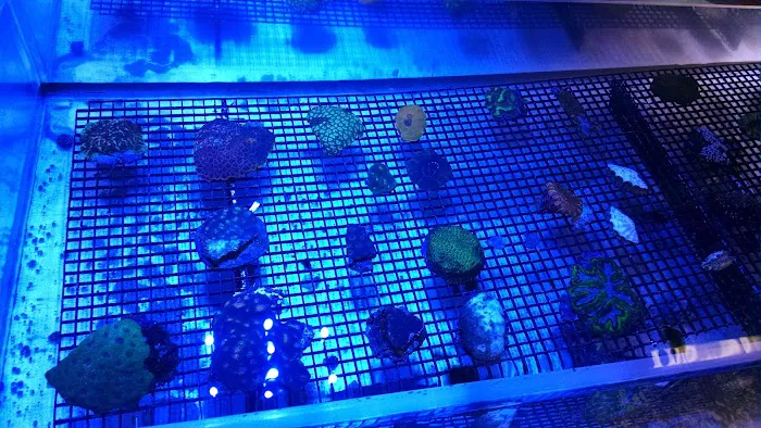 Coral Sea Aquariums 12